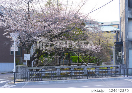 京都　宮の前橋付近の桜 124642870
