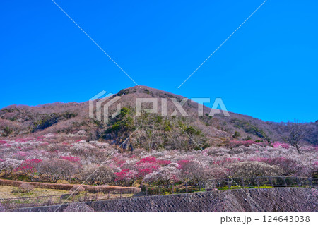 春の神奈川県湯河原町幕山公園の湯河原梅林と幕山(まくやま) 124643038