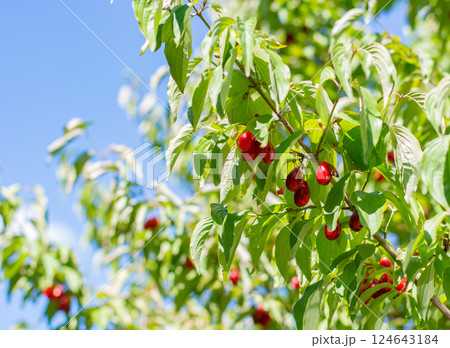 Red dogwood berries hanging on a tree against a blue sky 124643184