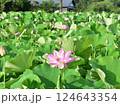夏の蓮畑と蓮の花 124643354