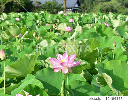 夏の蓮畑と蓮の花 夏の蓮畑と蓮の花 124643354