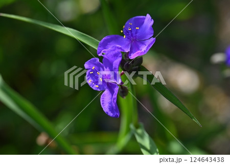 紫の花弁が清々しい 124643438