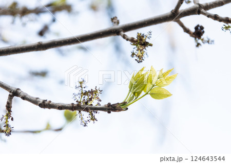 spring leaf symbol of ecology and environment. natural environment. ecology of nature. environment and ecology. spring leaf bud in nature. sprout grow in spring spring leaf symbol of ecology and environment. natural environment. ecology of nature. environment and ecology. spring leaf bud in nature. sprout grow in spring 124643544