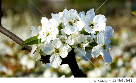 白い梨の花 124643641