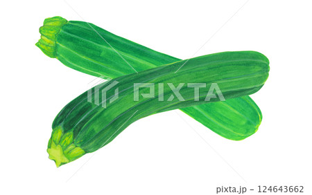 水彩で描いたズッキーニのイラスト 124643662