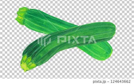 水彩で描いたズッキーニのイラスト 124643662