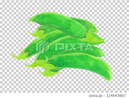 Watercolor illustration of snap peas 124643667