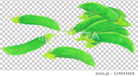 Watercolor illustration of snap peas Watercolor illustration of snap peas 124643668