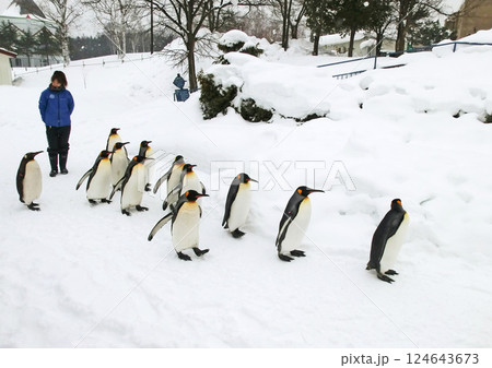 旭山動物園のペンギンの散歩（北海道旭川市） 124643673