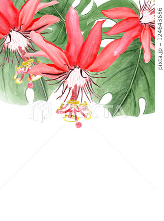 Red passiflora watercolor vertical card isolated on white. Hand drawn rainforest nature clipart, sketch style. Exotic tropical plant perfect for cards, textile, botanical prints, posters decor design 124643686