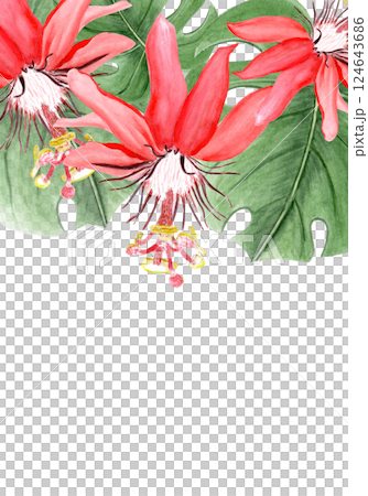 Red passiflora watercolor vertical card isolated on white. Hand drawn rainforest nature clipart, sketch style. Exotic tropical plant perfect for cards, textile, botanical prints, posters decor design 124643686