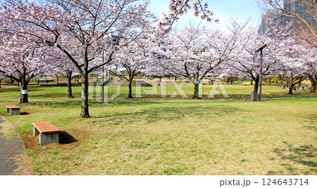 満開の桜が咲く公園の風景 124643714