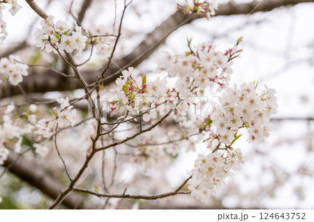 曇天の桜 124643752