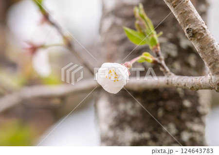 曇天の桜 曇天の桜 124643783
