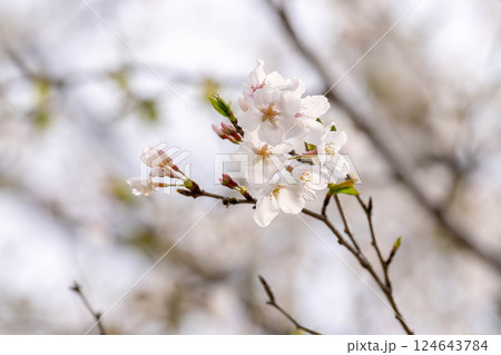 曇天の桜 曇天の桜 124643784