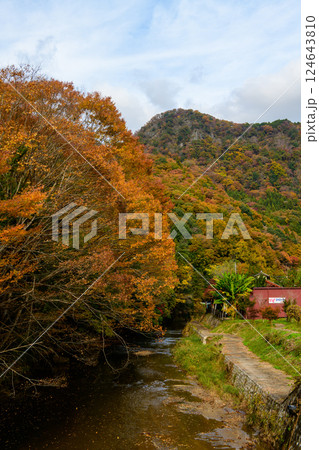 袋田の滝周辺を流れる滝川の紅葉 124643810