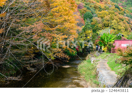 袋田の滝周辺を流れる滝川の紅葉 袋田の滝周辺を流れる滝川の紅葉 124643811