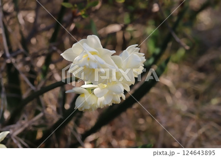 早春の庭に咲く白い八重咲きのフサザキスイセンの花 早春の庭に咲く白い八重咲きのフサザキスイセンの花 124643895