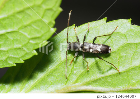 ヒメクロトラカミキリ 124644007