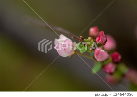 桃色雪柳 124644050