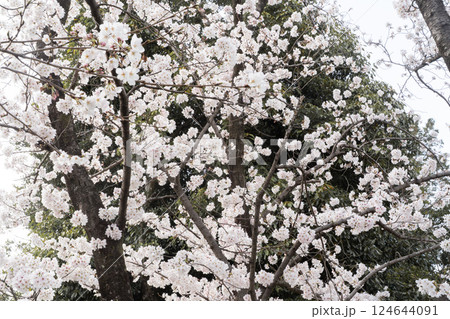 満開の桜が織りなす春景色④ 124644091