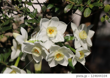 早春庭に咲く白いフサザキスイセンの花 124644104