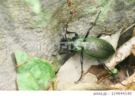 アオオサムシ 124644140