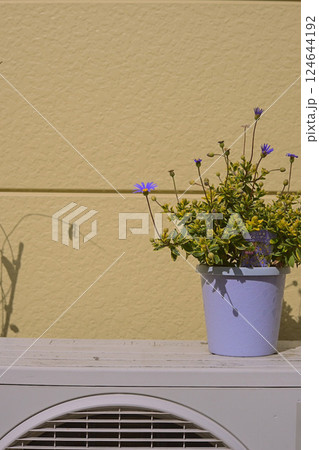 窓に飾られた花 窓に飾られた花 124644192