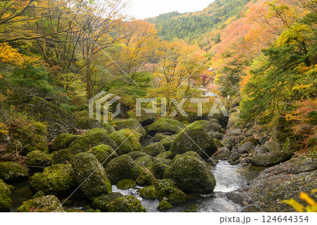 袋田の滝吊り橋からの紅葉（茨城県） 124644354