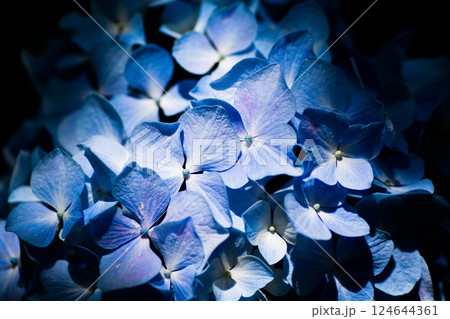 横浜・八景島のアジサイ 124644361
