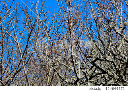 六甲山縦走コース 隣接する 須磨浦山上公園 開花直前の梅林 六甲山縦走コース 隣接する 須磨浦山上公園 開花直前の梅林 124644371