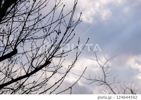 空に伸びる木 124644502