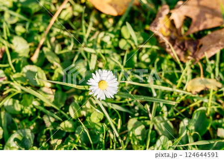 Single white flower is in the foreground of a green field Single white flower is in the foreground of a green field 124644591