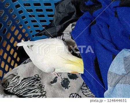洗濯カゴの中で遊ぶ手乗りのオカメインコ 洗濯カゴの中で遊ぶ手乗りのオカメインコ 124644631