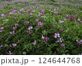 レンゲ畑 124644768