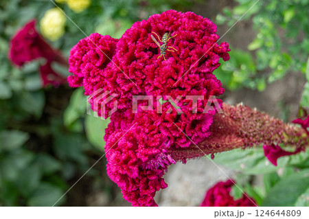 Celosia Cristata flower close up 124644809