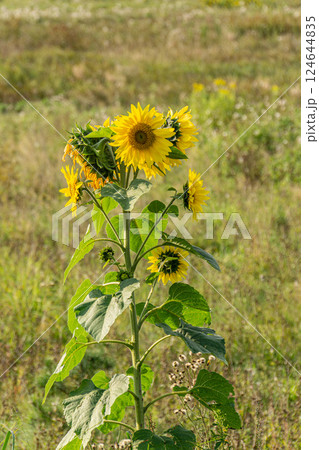 Wild Sunflower in Field Close up Wild Sunflower in Field Close up 124644835