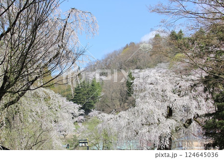 満開の角館の桜 124645036