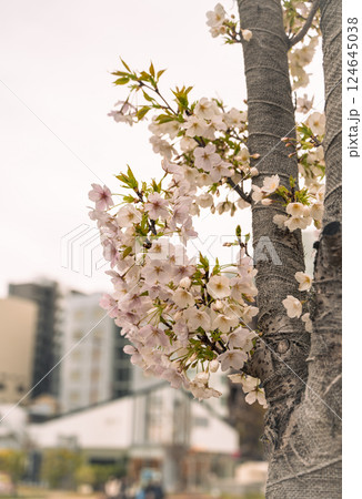 春の都心に満開した桜 124645038