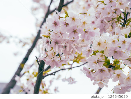 春の都心に満開した桜 124645039