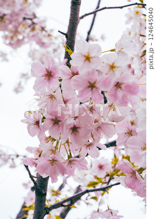 春の都心に満開した桜 124645040