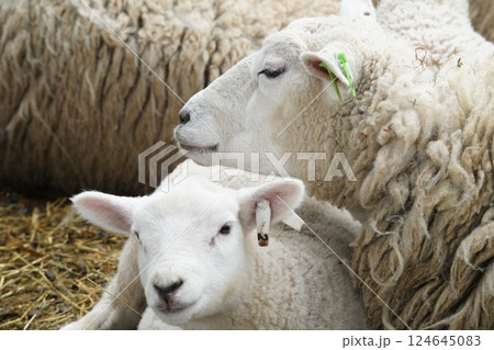 羊の親子 124645083