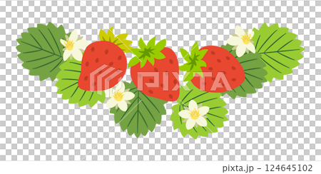 三顆帶葉子和花的草莓 124645102