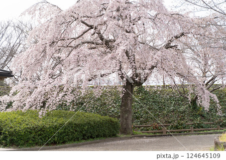優雅に咲き誇る枝垂れ桜④ 優雅に咲き誇る枝垂れ桜④ 124645109