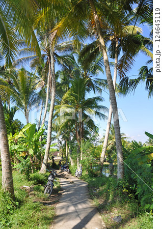 バリ島のヤシの並木道 124645119