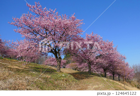 咲き誇ろう河津桜 124645122