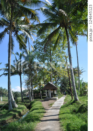 バリ島のヤシの並木道 124645123