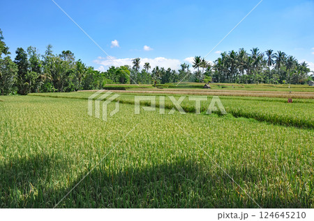 バリ島のライスフィールド 124645210