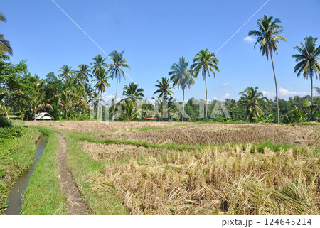バリ島のライスフィールド 124645214