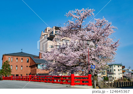 飛騨高山　赤い欄干の中橋　満開の桜　4月下旬 124645367